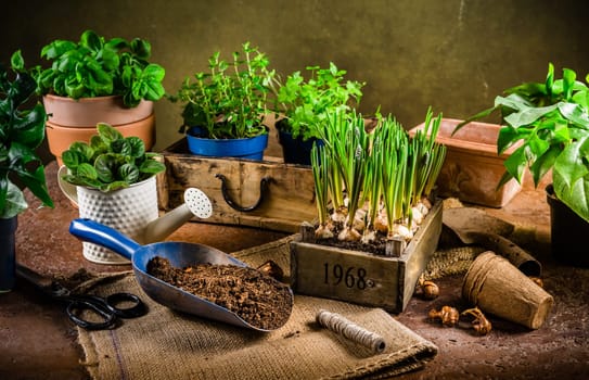 Replanting plants - herbs, flowers and plants in pots, green garden on a balcony . Urban gardening, urban, jungle and home planting