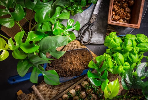 Urban jungle and replanting plants - herbs, flowers and plants in pots, green garden on a balcony. Urban gardening, urban, jungle and home planting
