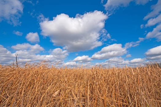 Dramatic Clouds Moving Over a Grassy Marshland in the Volo Bog State Natural Area in Illinois
