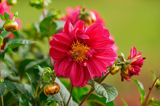 Open red flower of Dahlia