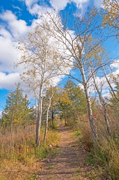 Secluded Path in the Late Fall in Volo Bog State Natural Area in Illinois