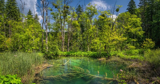 Submerged tree trunks in clean, turquoise pond surrounded by lush green plants and forest. Plitvice Lakes National Park UNESCO World Heritage, Croatia