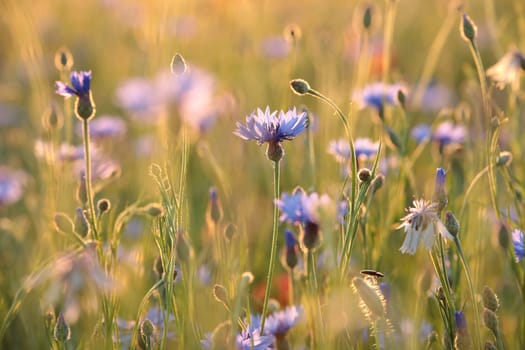 Cornflowers in the field at sunrise