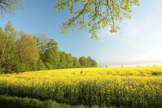 Rape field at the edge of a forest in the morning