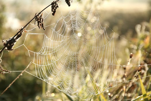 Spider web on a meadow during sunrise