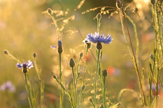 Cornflowers in the field at sunrise