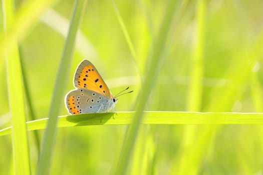 Butterfly among the fresh green grass in the sunshine