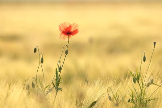 Poppies in the field at sunrise