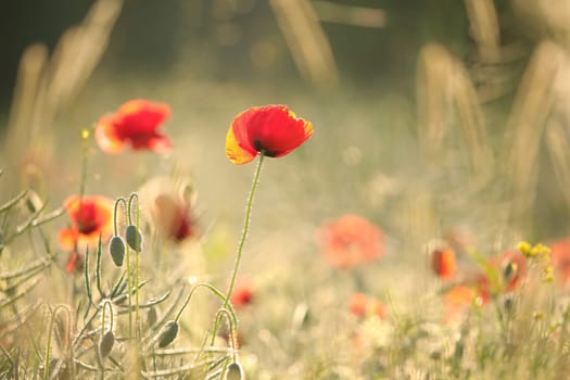 Poppies in the field at sunrise