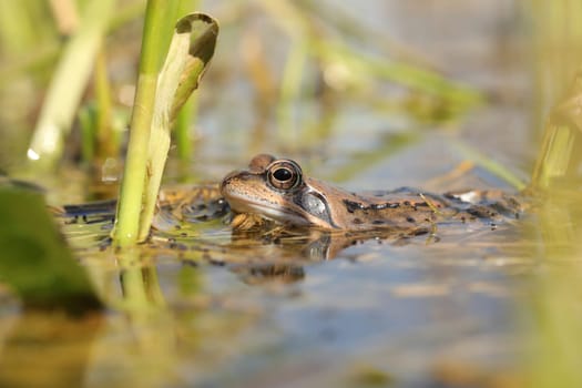 Frog in a pond during mating season