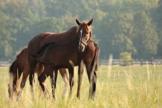 Horses on the background of trees in the morning