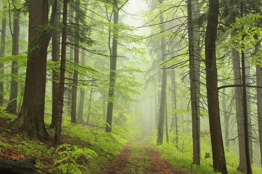 Spring beech forest in rainy, foggy weather