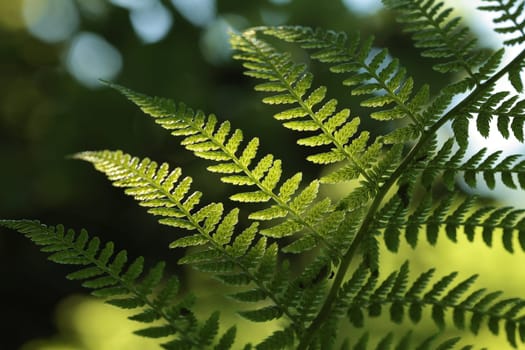 Close-up of Fern in the forest