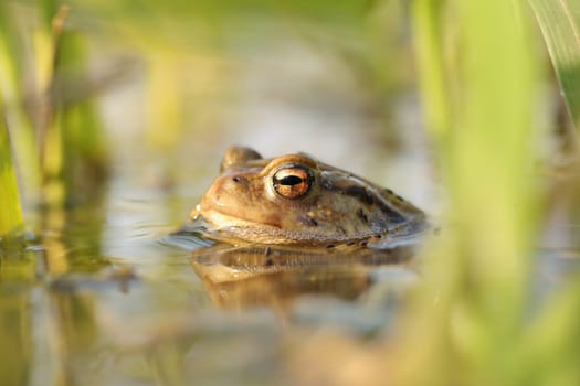 Frog in a pond during mating season