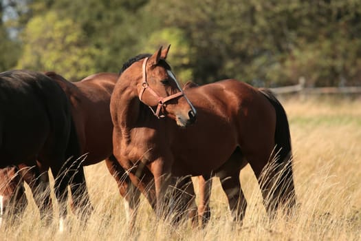 Horses on the background of trees in the morning