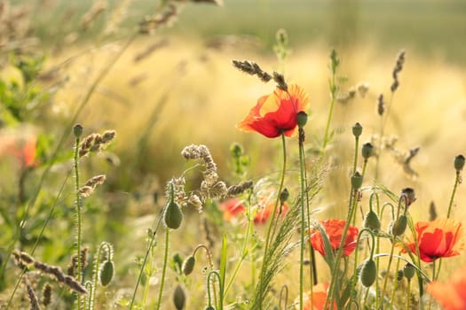 Poppies in the field at sunrise
