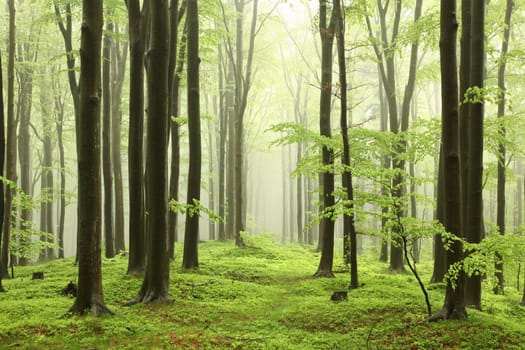 Spring beech forest in rainy, foggy weather