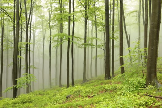 Spring beech forest in the rain surrounded by mountain mist