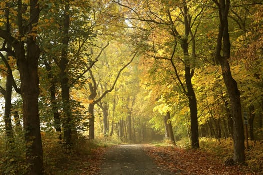 Country road through the autumn forest on a foggy morning