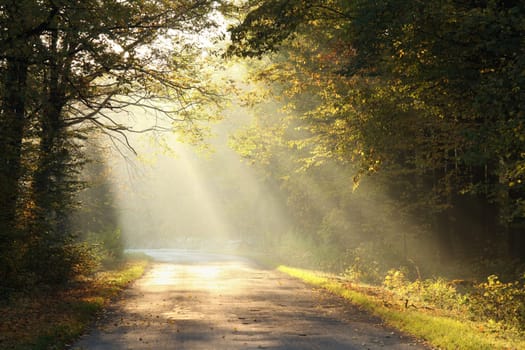 A forest path among oak trees on a misty autumn morning