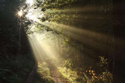 A forest path among oak trees on a misty autumn morning