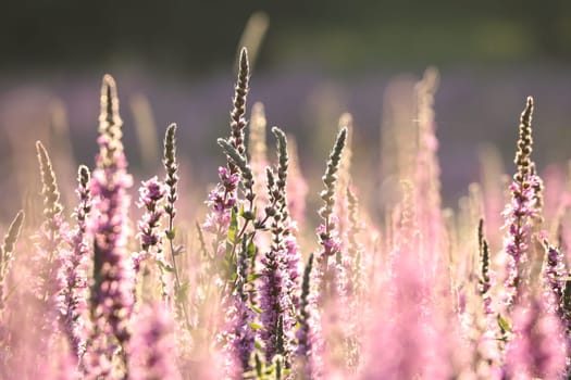 Loosestrife - Lythrum salicaria on a meadow at dawn