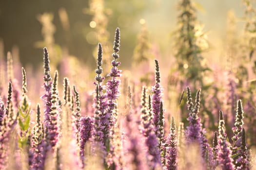 Loosestrife - Lythrum salicaria on a meadow at dawn