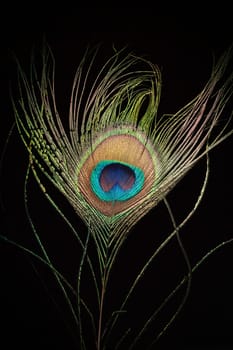 Beautiful peacock eye feather on black background