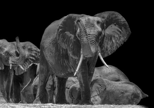 Herd of elephants on the Chobe River in Chobe National Park in black and white, Botswana