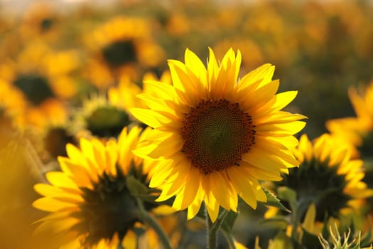 Sunflower - Helianthus annuus in the field at dusk