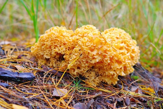 a brown Cauliflower Fungus mushroom in autumn forest
