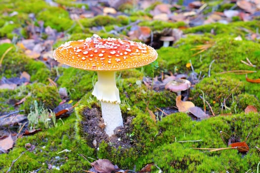 fly agaric, Amanita Muscaria in autumn forest