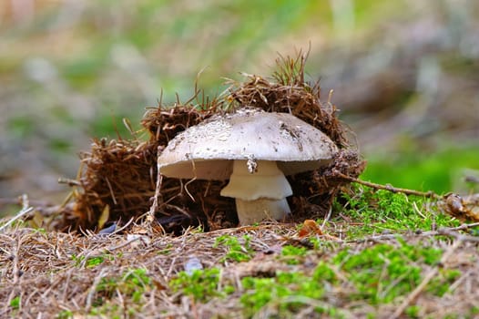 a beautiful grey spotted Amanita fungus, Amanita excelsa, in the autumn forest