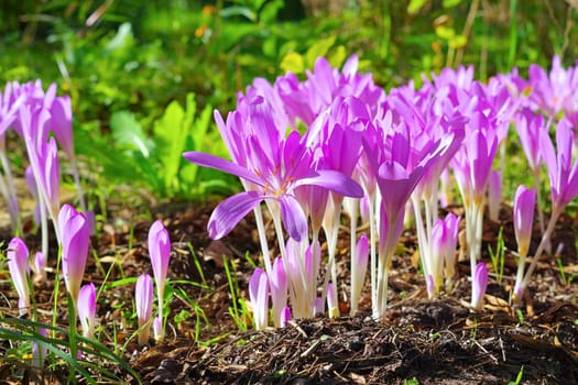 Herbstzeitlose - autumn crocus flower in purple colors