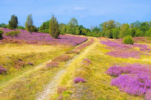 landscape Lueneburg Heath in autumn near Wilsede