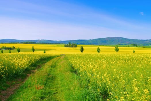 Landschaft in der Oberlausitz mit blühendem Rapsfeld - Landscape in Upper Lusatia with flowering rape field, Germany