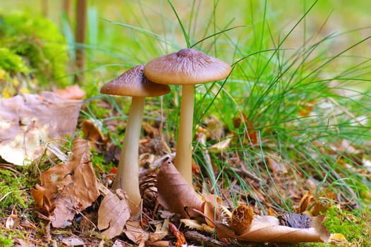 Entoloma mushroom in autumn forest
