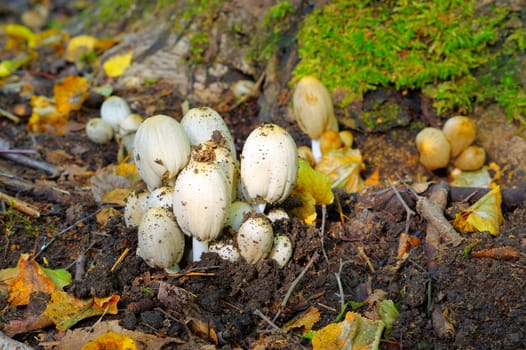 inky cap or Coprinopsis atramentaria in autumn forest