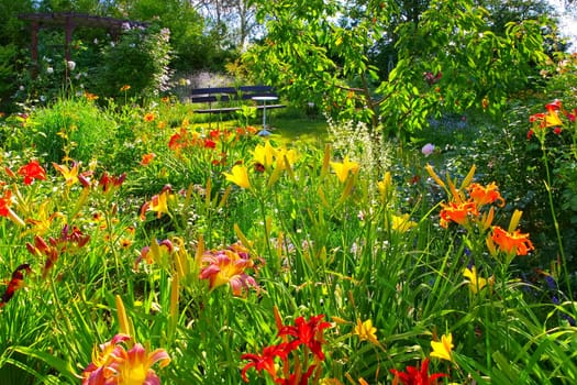 ein blühender Tagliliengarten im Sommer - a garden with many daylily flowers in summer