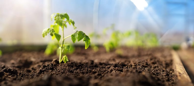 Young tomato seedlings growing in the soil at greenhouse. Concept of the farming and gardening. New sprout in the ground at early spring