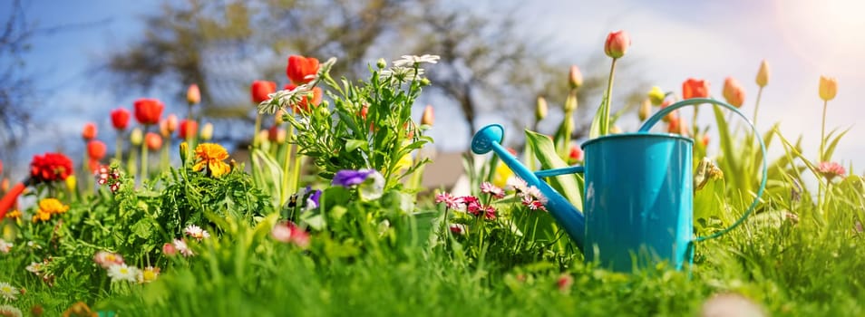 Beautiful flower seedlings growing in the soil at the garden. Watering can standing on the earth. Gardening hobby concept.
