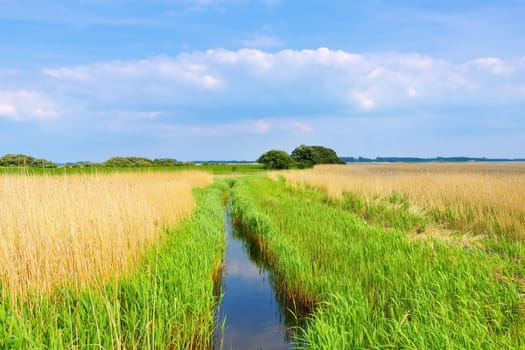 island Ummanz landscape with reed in Germany