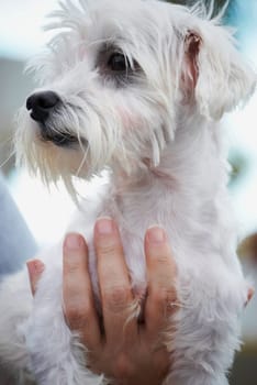Close-up of a person's hand holding a dog