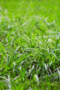 Grass in a backyard
