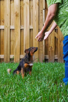 Low section view of a senior woman reaching towards a dog