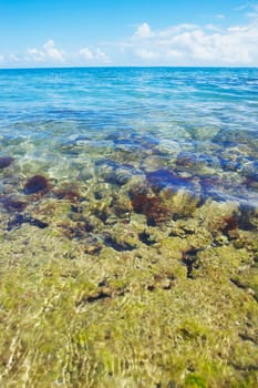 Coral and reef underwater, Seven Seas Beach, Fajardo, Puerto Rico