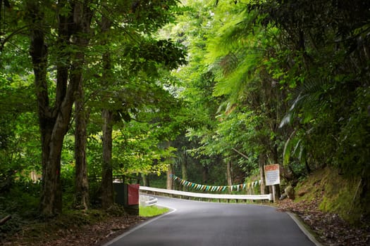 Road passing through a rainforest, El Yunque Rainforest, Puerto Rico