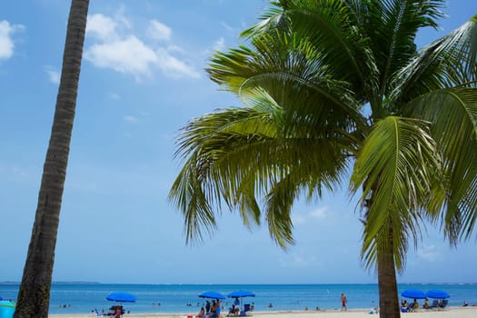 Palm trees on the beach, Luquillo Beach, Puerto Rico