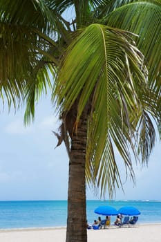 Palm tree on the beach, Luquillo Beach, Puerto Rico