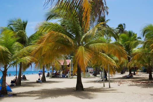 Palm trees on the beach, Luquillo Beach, Puerto Rico